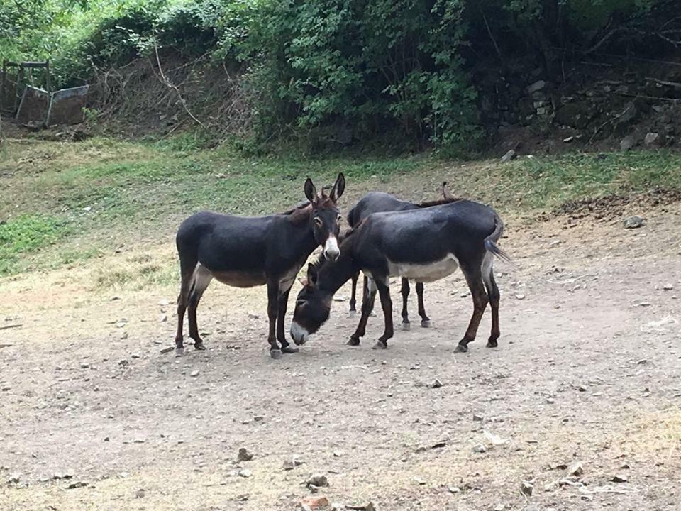 Agriturismo Rio Ricco Busana Εξωτερικό φωτογραφία